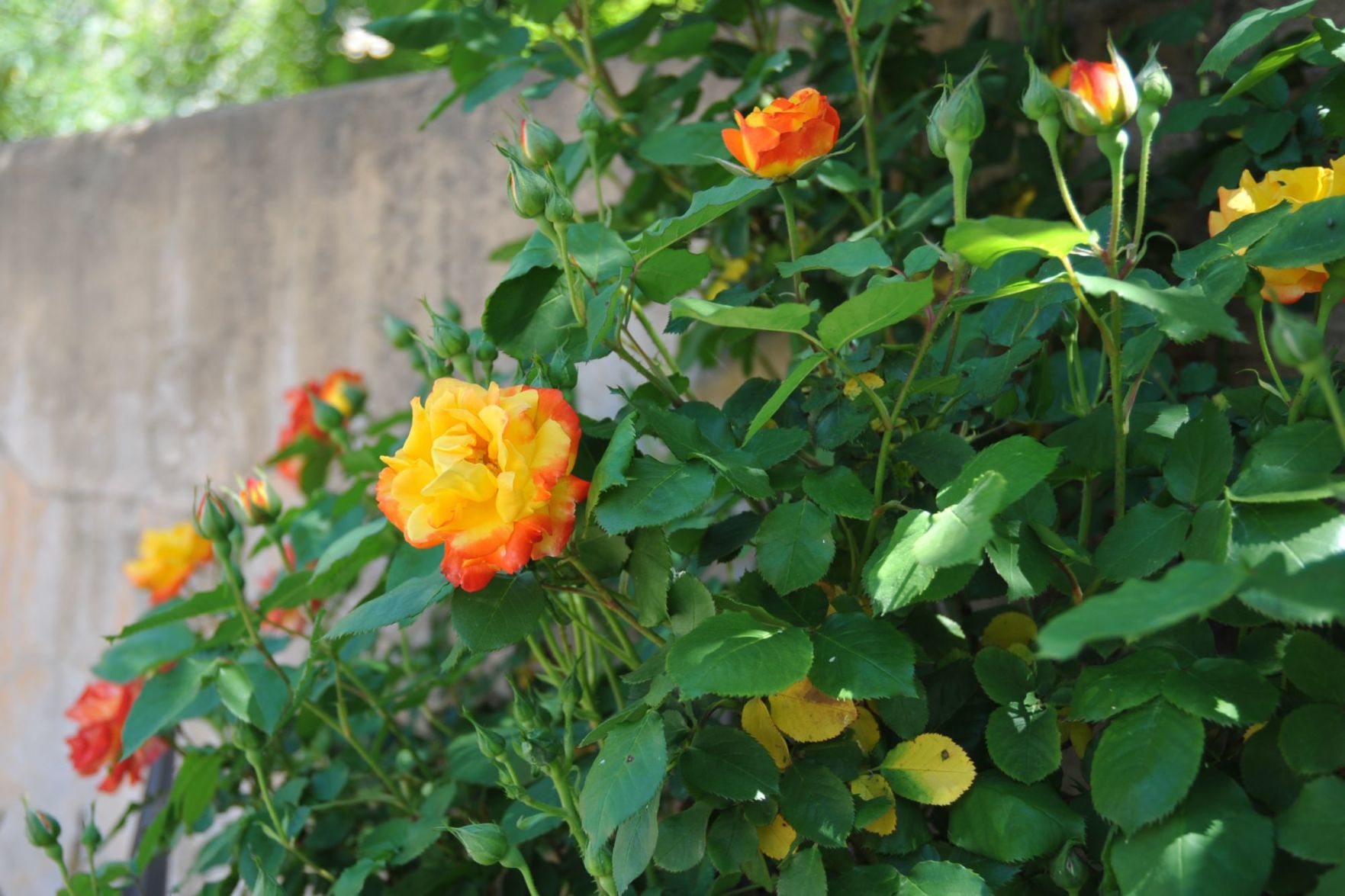 A cascade of rose vines